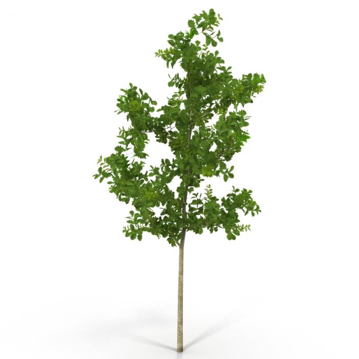 Young White Oak Summer 3D