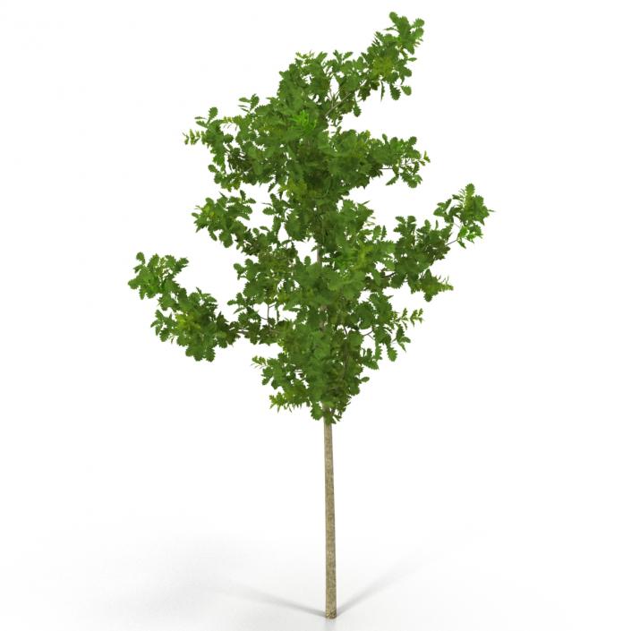 Young White Oak Summer 3D