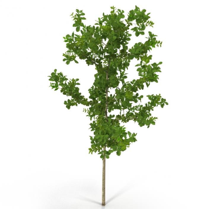 Young White Oak Summer 3D