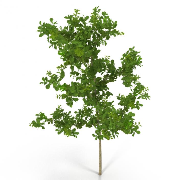 Young White Oak Summer 3D