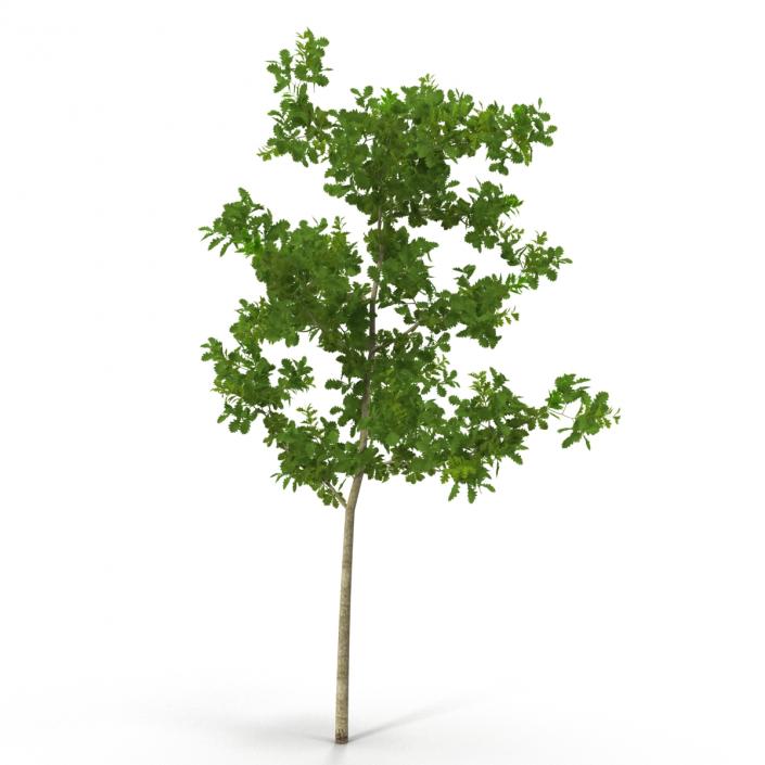 Young White Oak Summer 3D