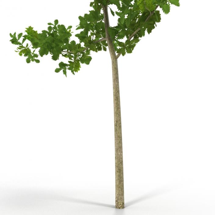 Young White Oak Summer 3D