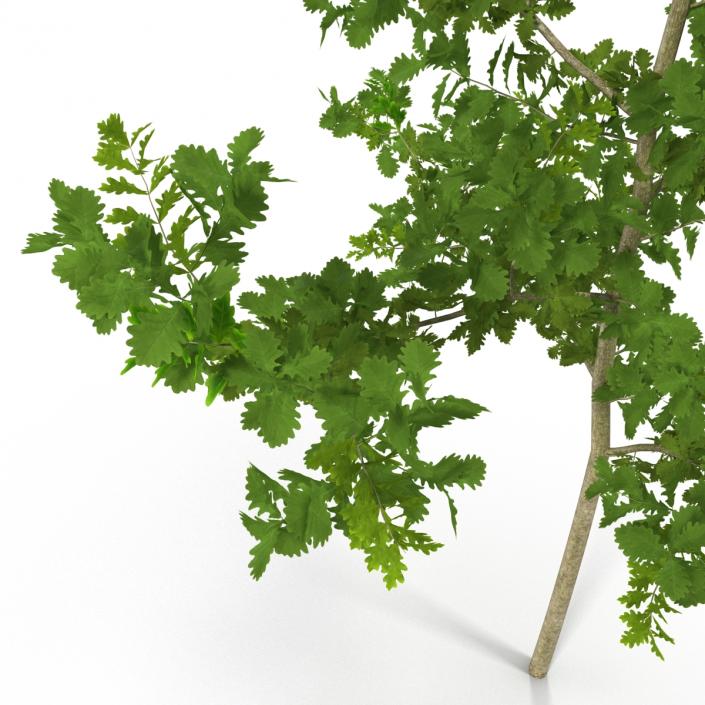 Young White Oak Summer 3D