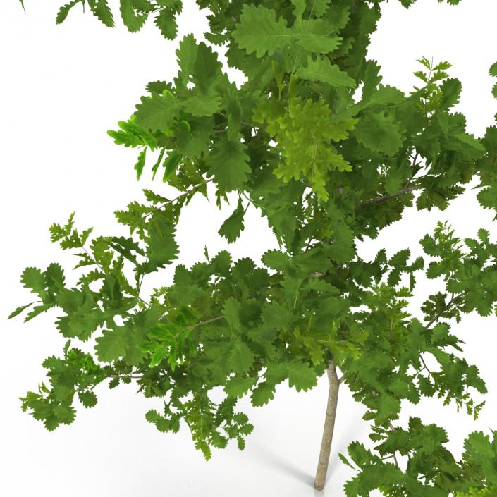 Young White Oak Summer 3D