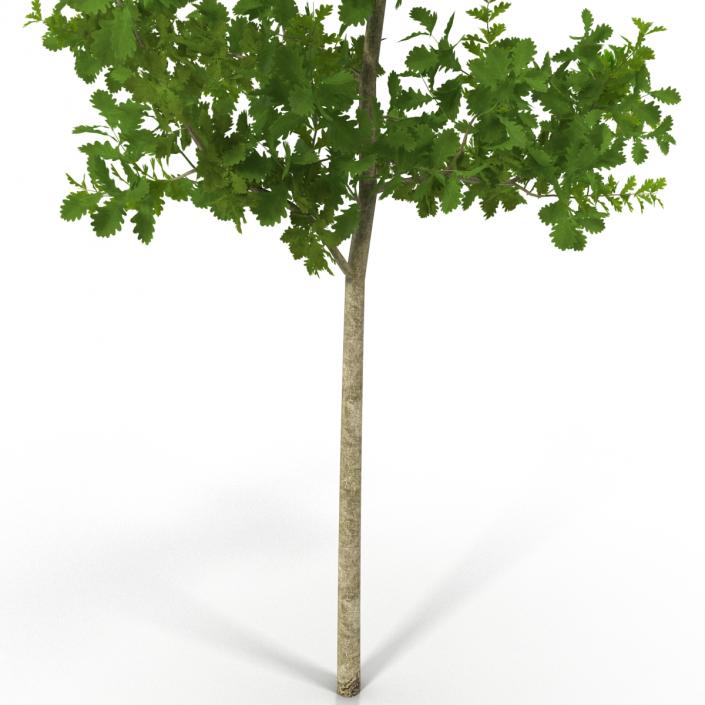 Young White Oak Summer 3D