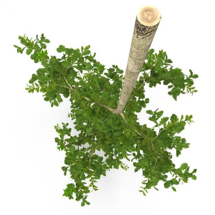 Young White Oak Summer 3D