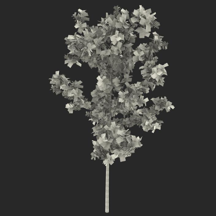 Young White Oak Summer 3D