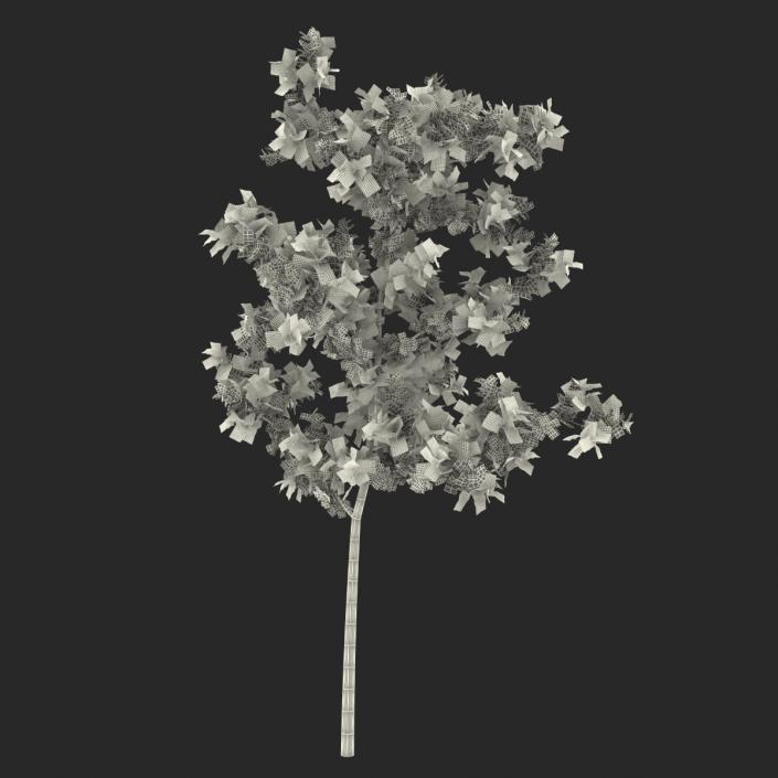 Young White Oak Summer 3D