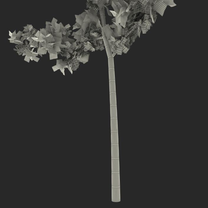 Young White Oak Summer 3D