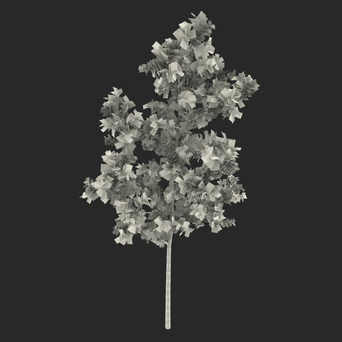 Young White Oak Summer 3D