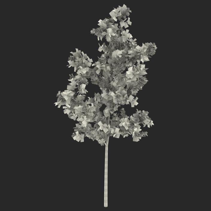 Young White Oak Summer 3D