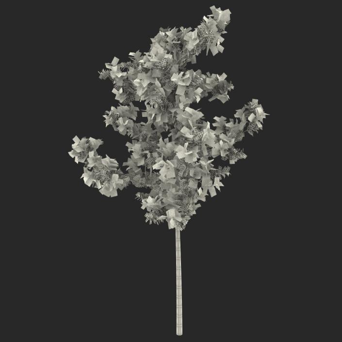 Young White Oak Summer 3D