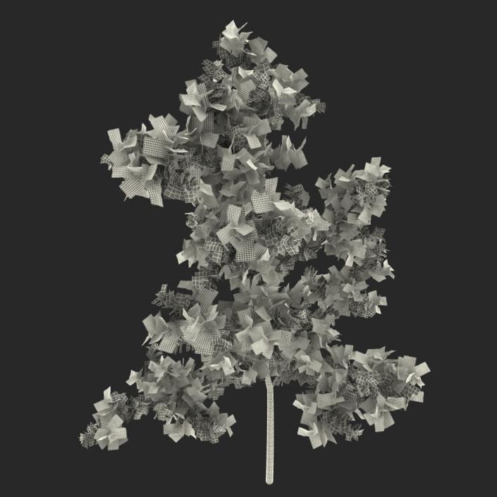 Young White Oak Summer 3D