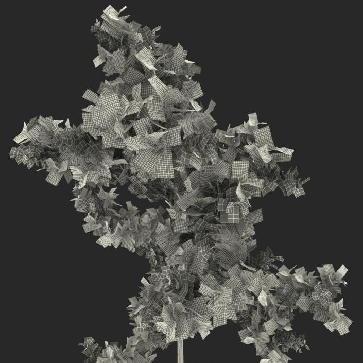 Young White Oak Summer 3D