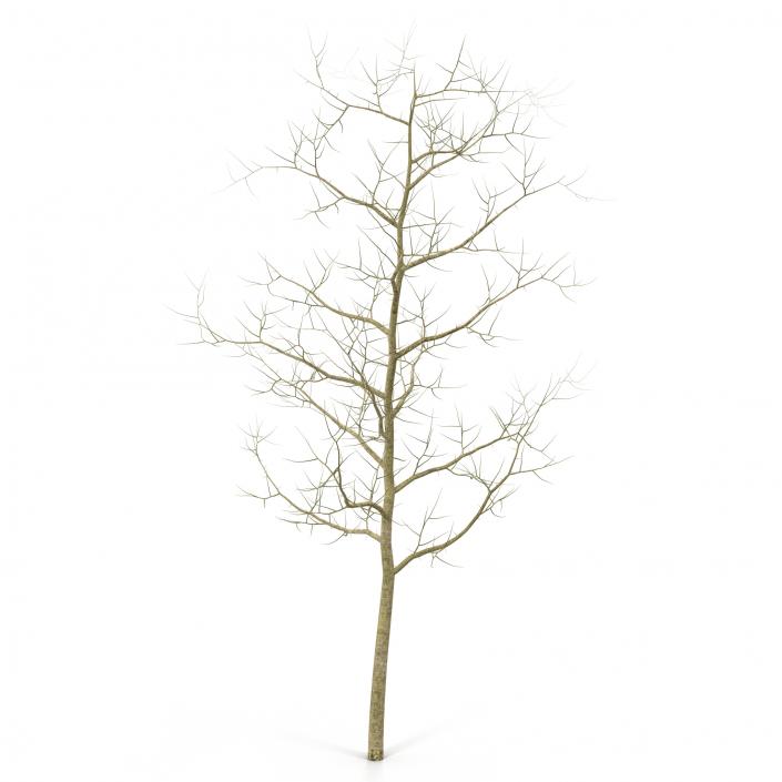 Young White Oak Winter 3D