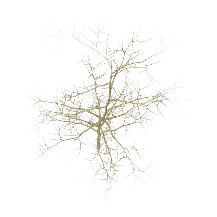 Young White Oak Winter 3D