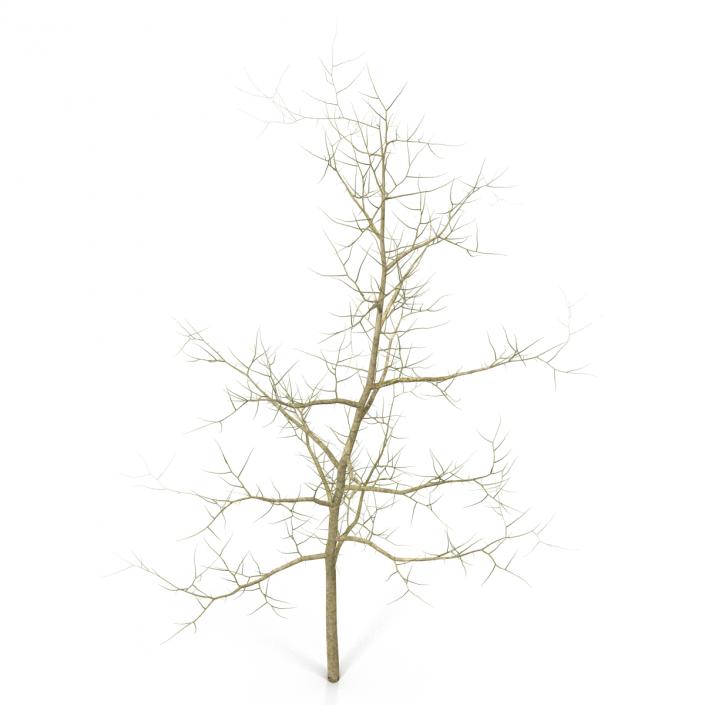 Young White Oak Winter 3D