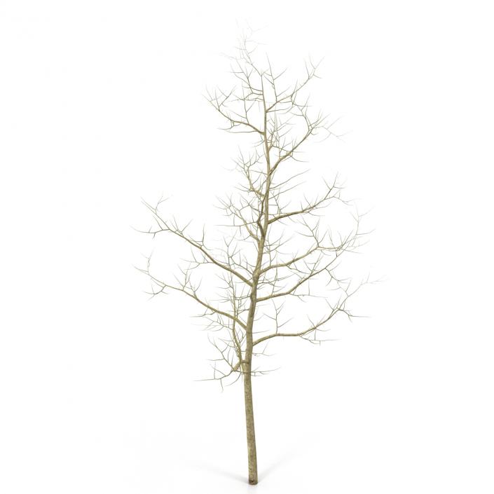 Young White Oak Winter 3D