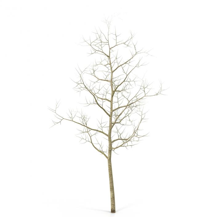 Young White Oak Winter 3D