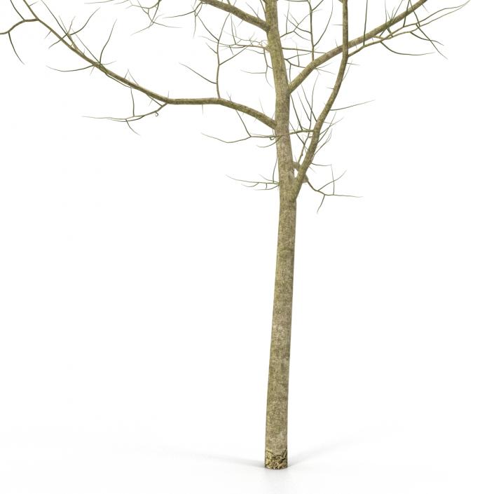 Young White Oak Winter 3D