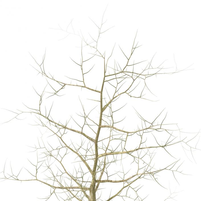 Young White Oak Winter 3D