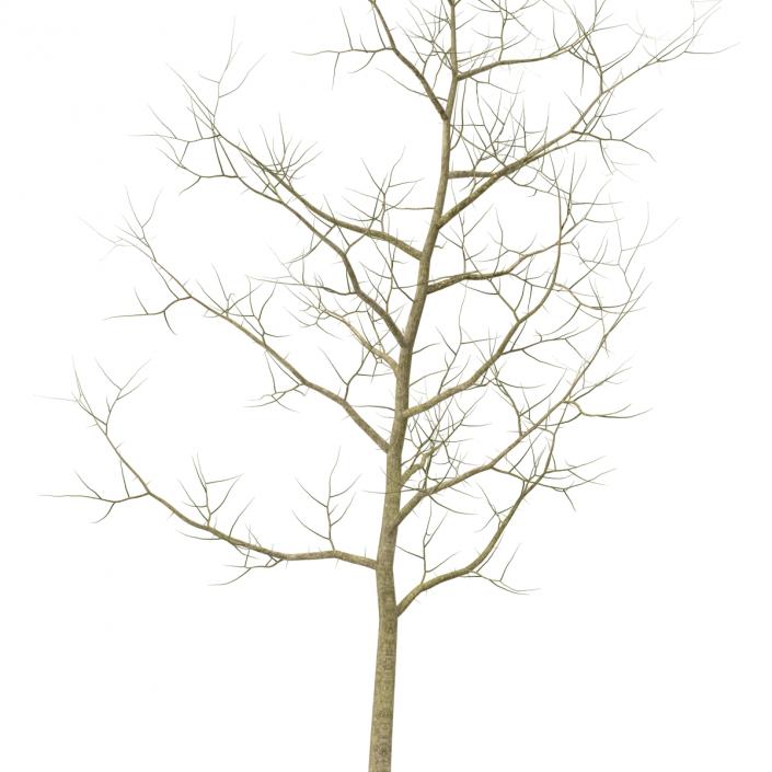 Young White Oak Winter 3D