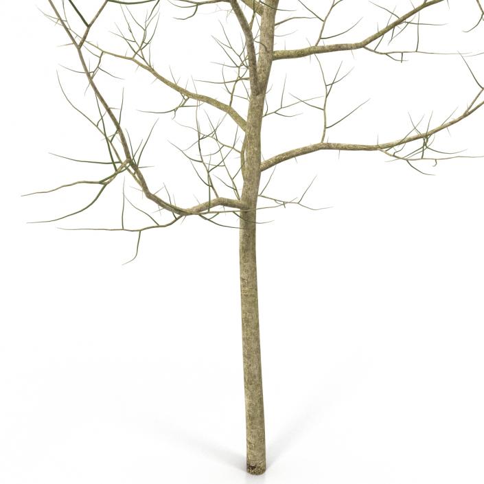 Young White Oak Winter 3D