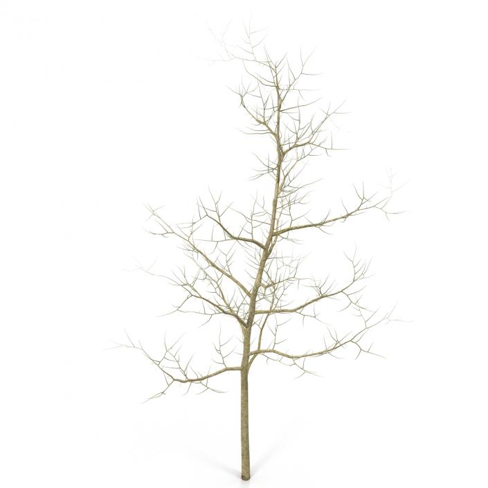 Young White Oak Winter 3D