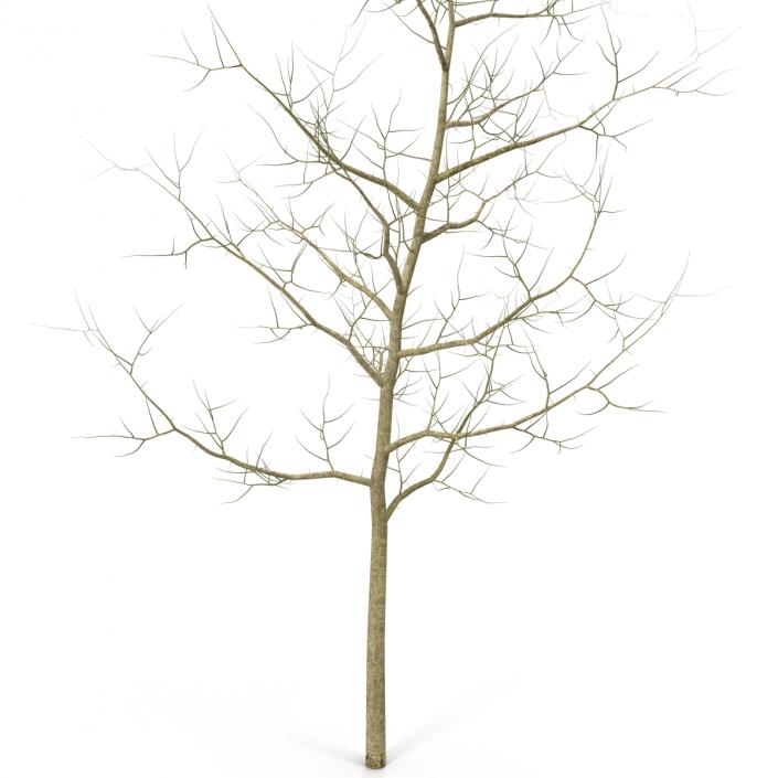 Young White Oak Winter 3D