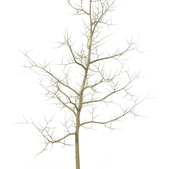 Young White Oak Winter 3D