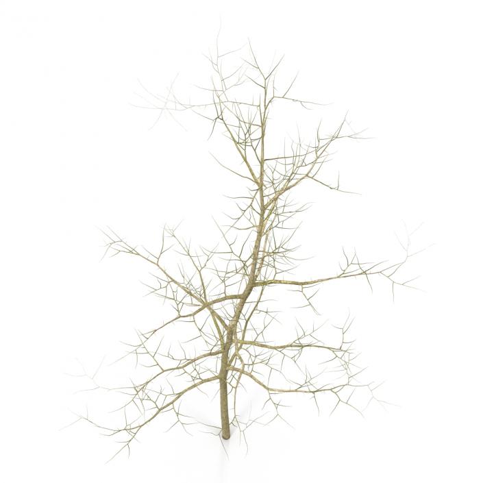 Young White Oak Winter 3D