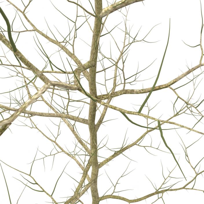 Young White Oak Winter 3D