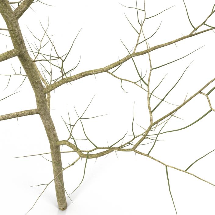 Young White Oak Winter 3D