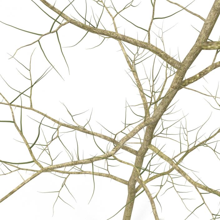 Young White Oak Winter 3D