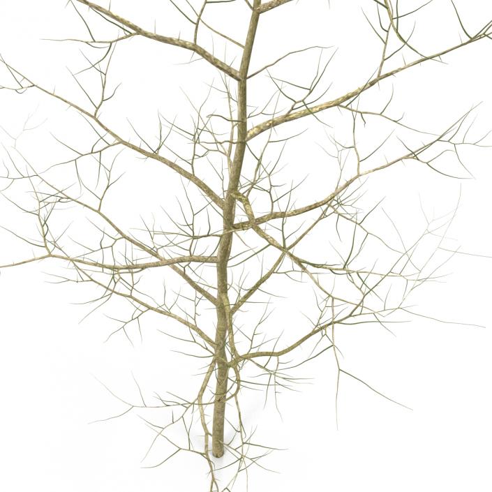 Young White Oak Winter 3D