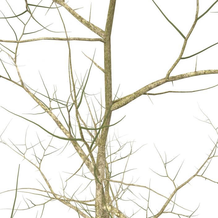 Young White Oak Winter 3D