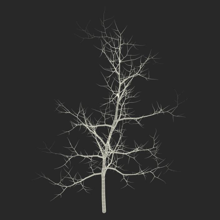 Young White Oak Winter 3D