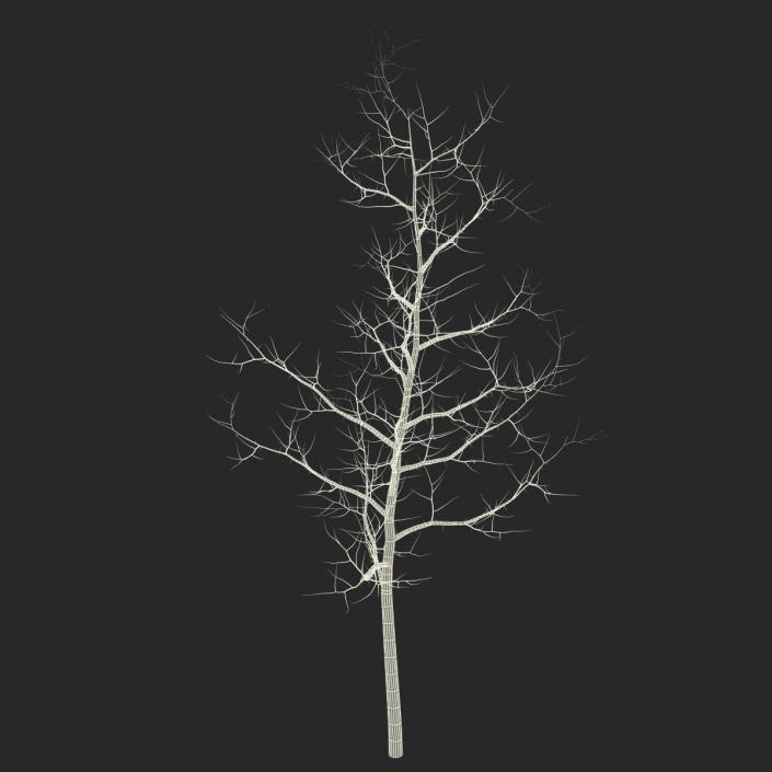 Young White Oak Winter 3D