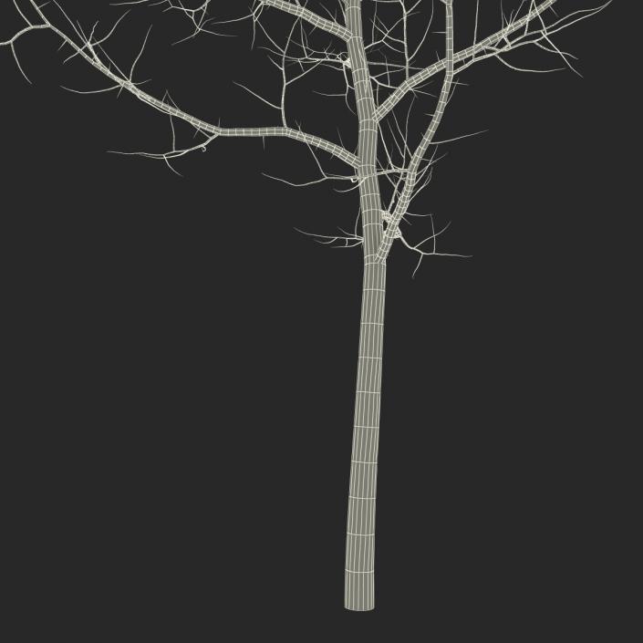 Young White Oak Winter 3D