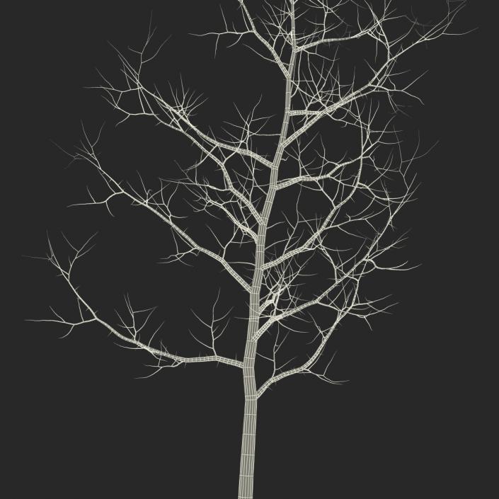 Young White Oak Winter 3D