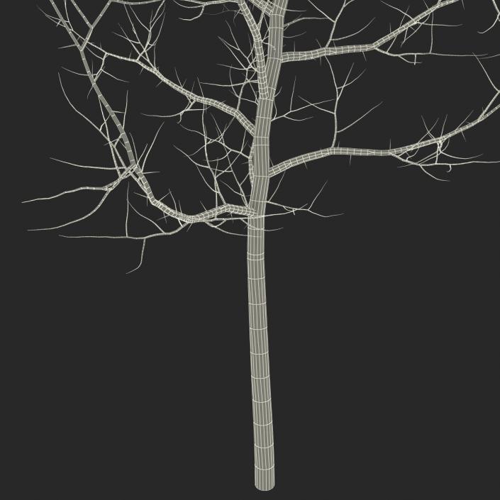 Young White Oak Winter 3D