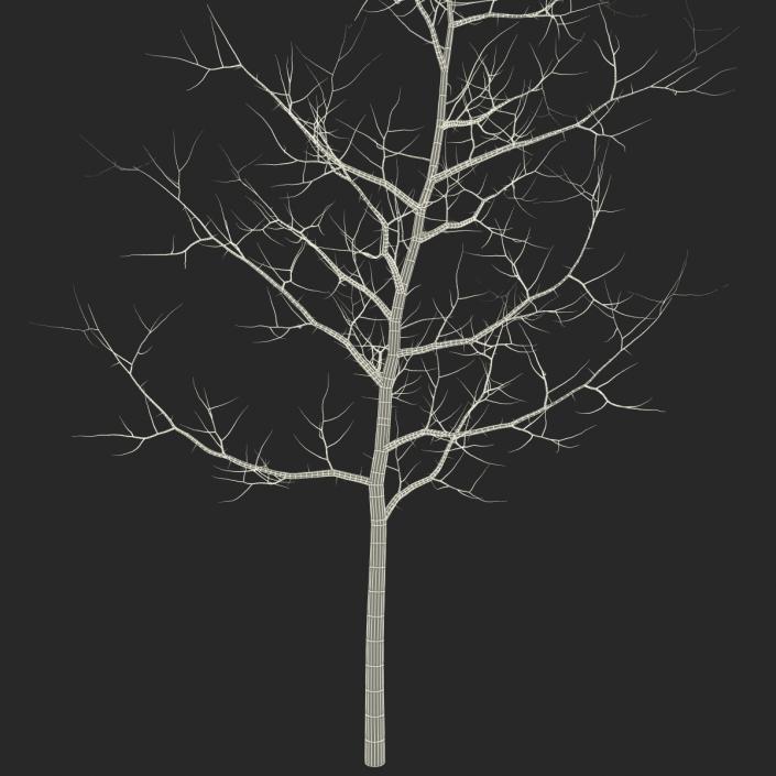 Young White Oak Winter 3D