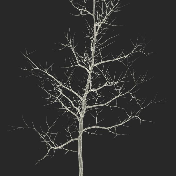 Young White Oak Winter 3D