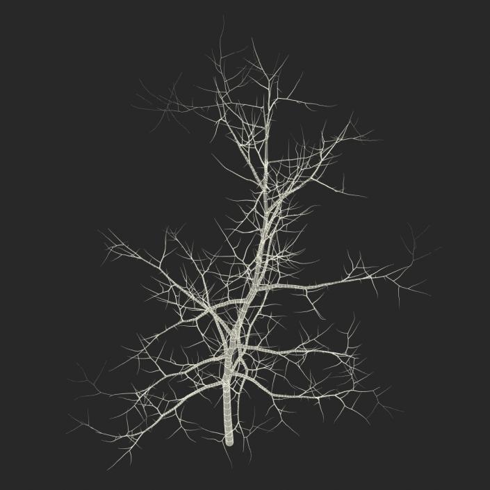 Young White Oak Winter 3D