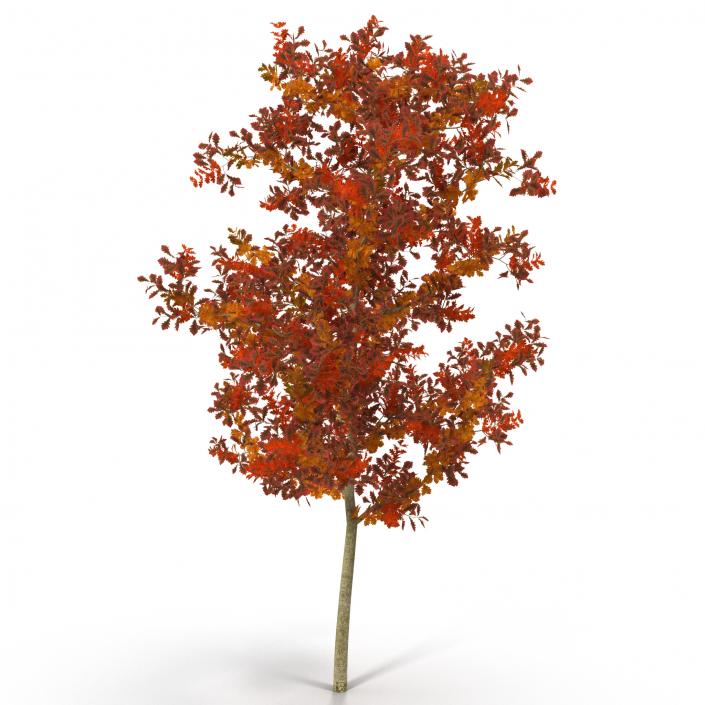 Young White Oak Autumn 3D