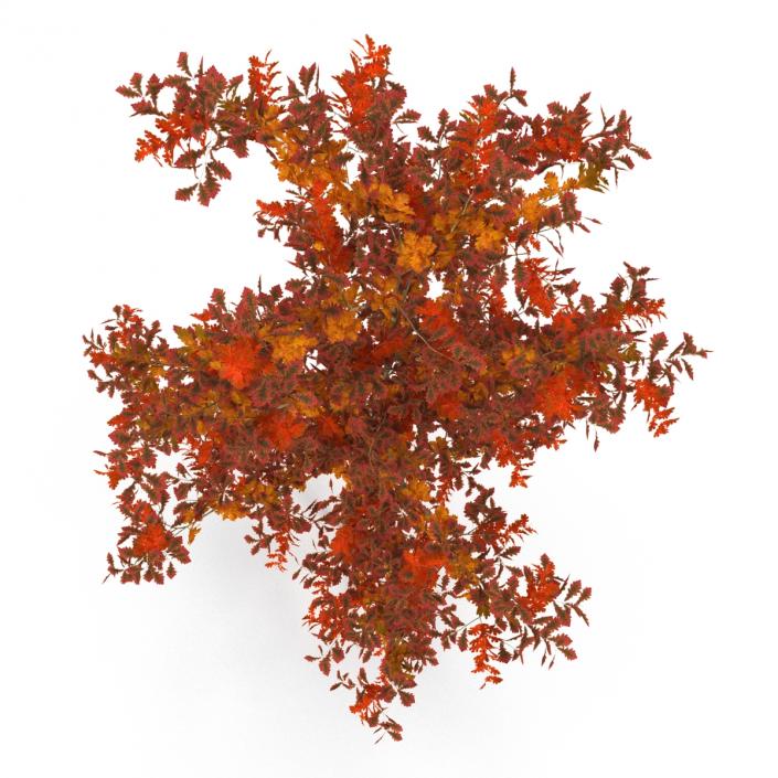 Young White Oak Autumn 3D