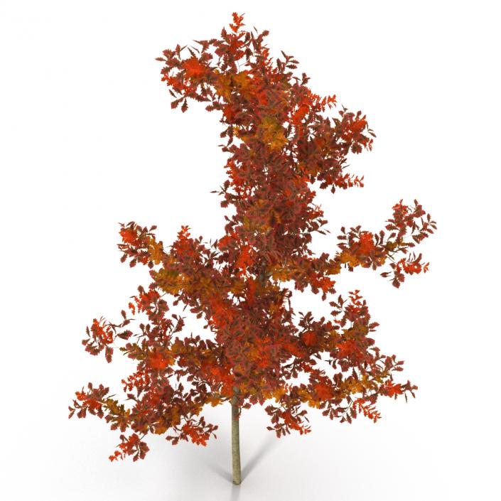 Young White Oak Autumn 3D