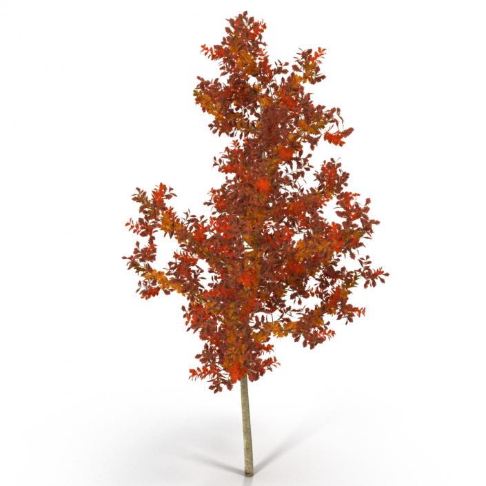 Young White Oak Autumn 3D