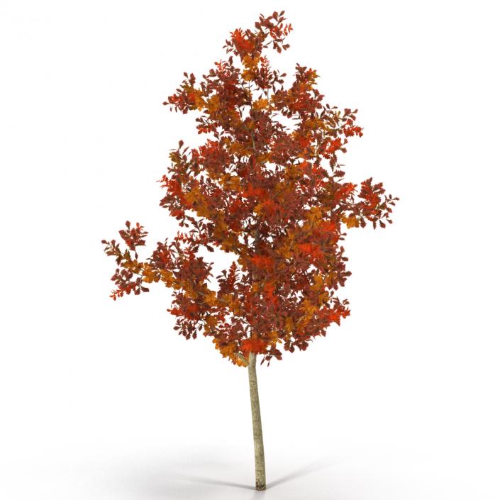 Young White Oak Autumn 3D