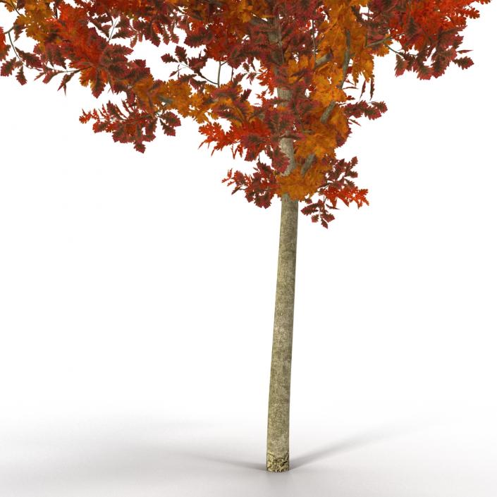 Young White Oak Autumn 3D